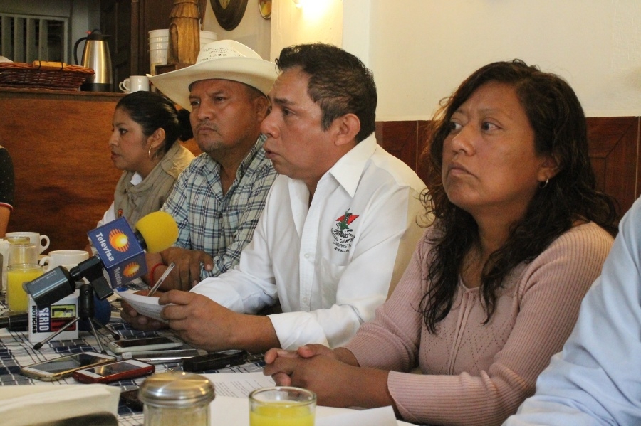 Exigen que Morelos sea declarado como contingencia agrícola por plaga de pulgón amarillo