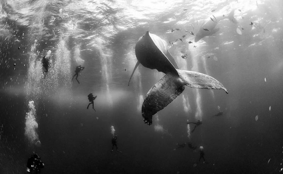Dos mexicanos ganan el World Press Photo en la categoría de Naturaleza