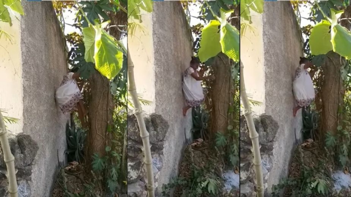 ¡Viejos los cerros! Abuelita trepa árbol para cortar fruta