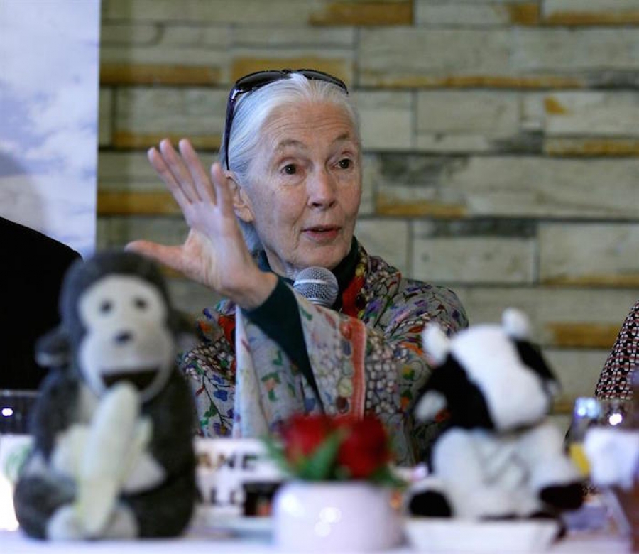 Jane Goodall, la célebre conservacionista, pide a jóvenes mexicanos luchar por el medio ambiente