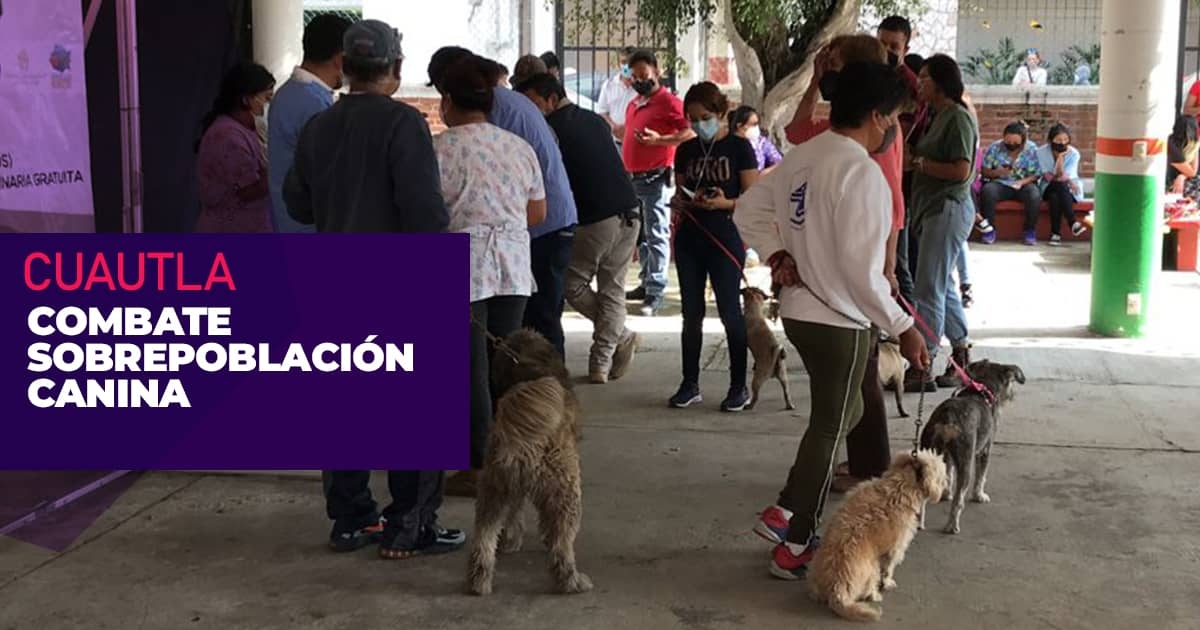 Latente, el riesgo de rickettsiosis en colonias de Cuautla