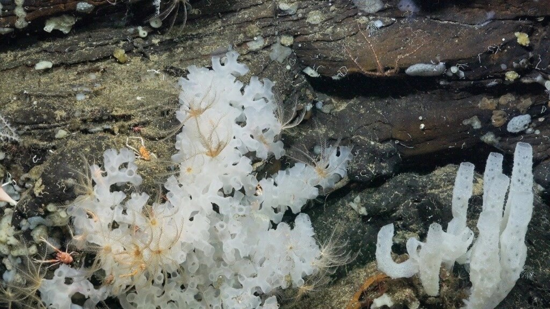 Descubren dos nuevos arrecifes y montes submarinos en Islas Galápagos