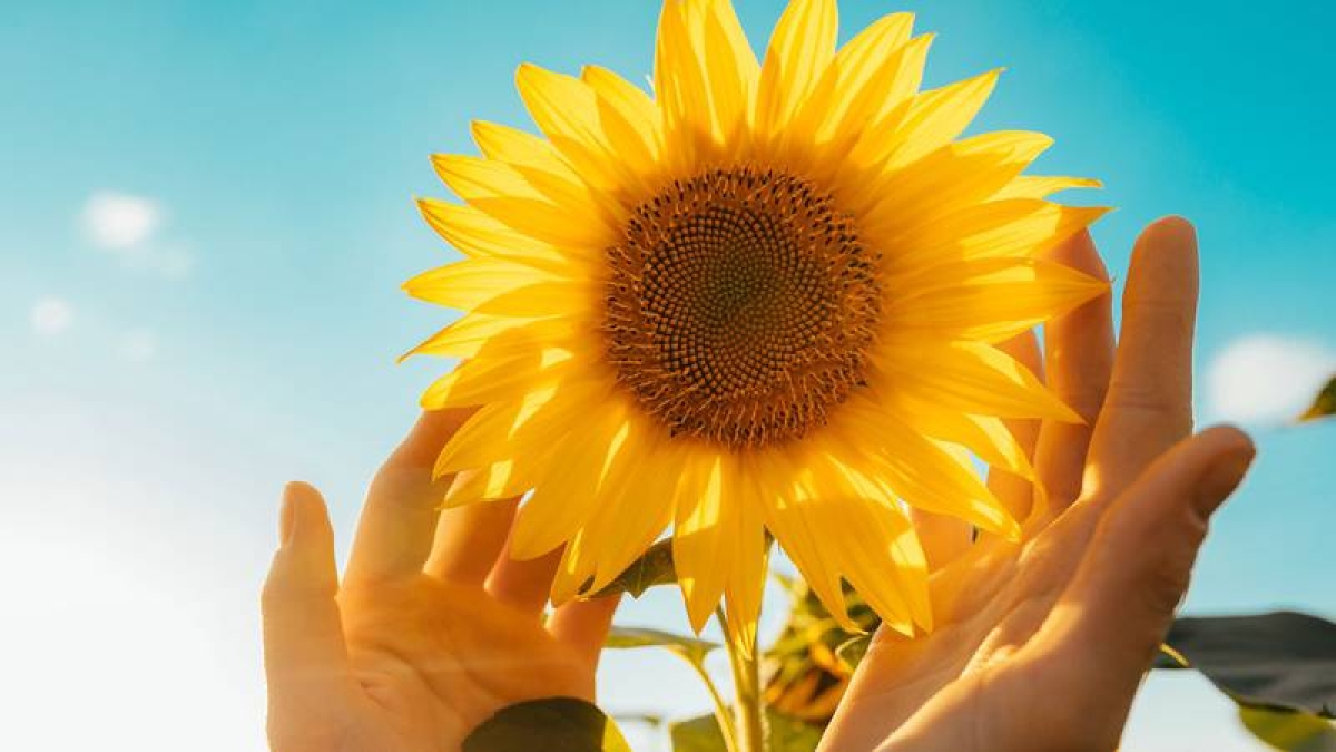 Yellow Day: ¿Por qué el 20 de junio se considera el día más feliz del año?