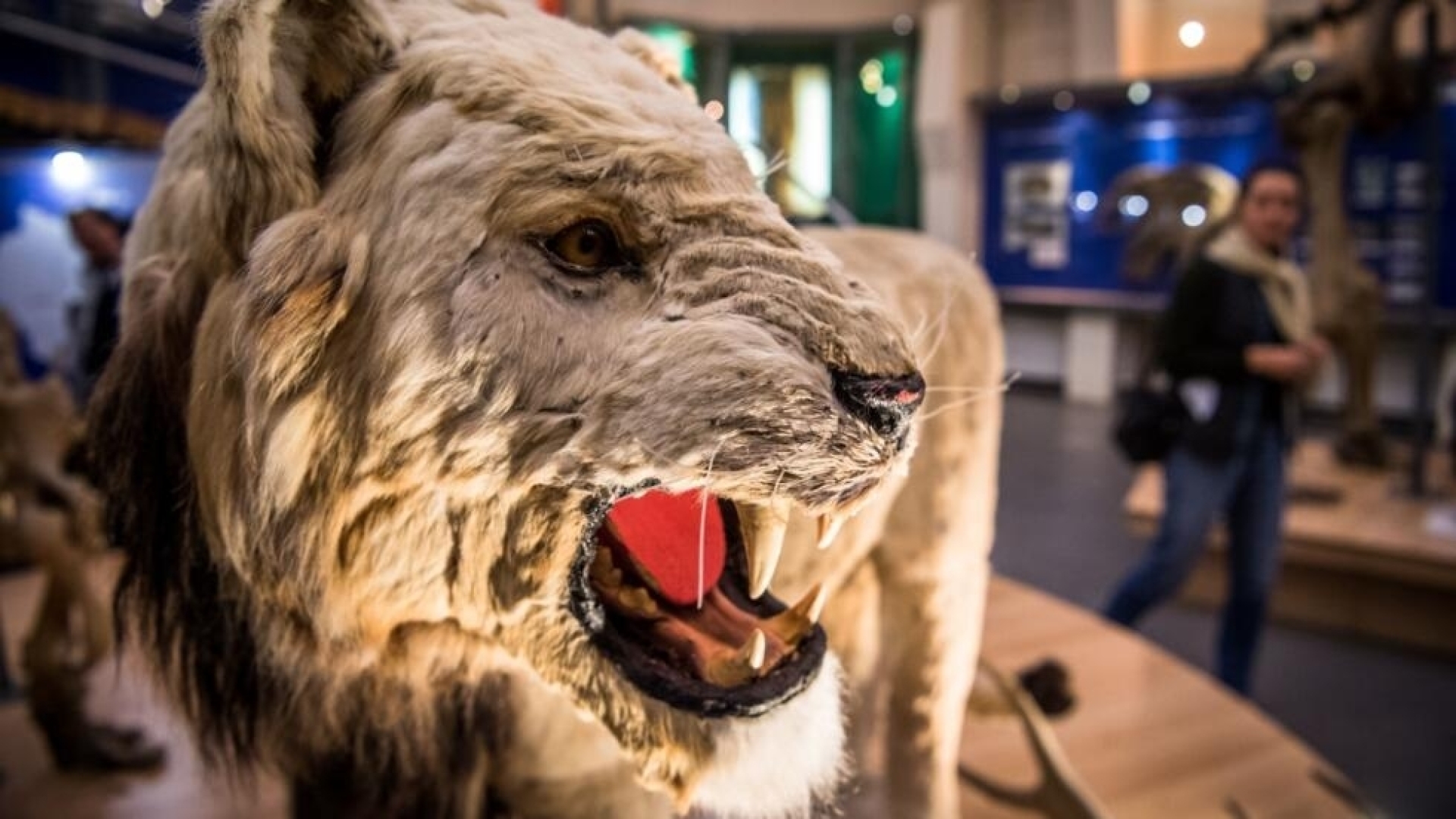 Neandertales cazaban al extinto león de las cavernas, revela estudio