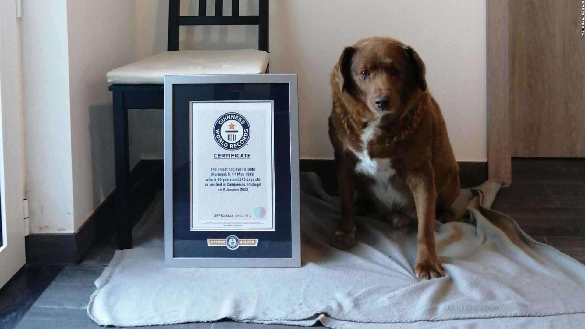 ¡Adiós, Bobi!: Muere el perrito más longevo del mundo