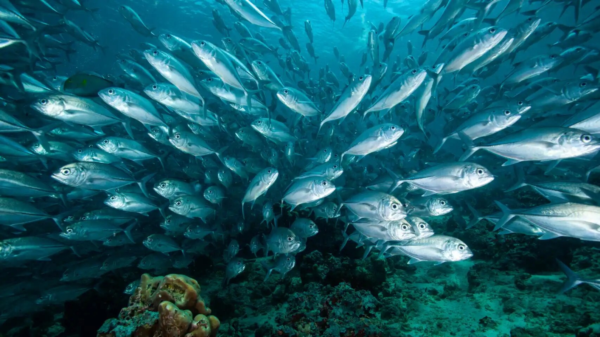 Calentamiento del océano pacífico impacta el peso de los peces, advierte estudio