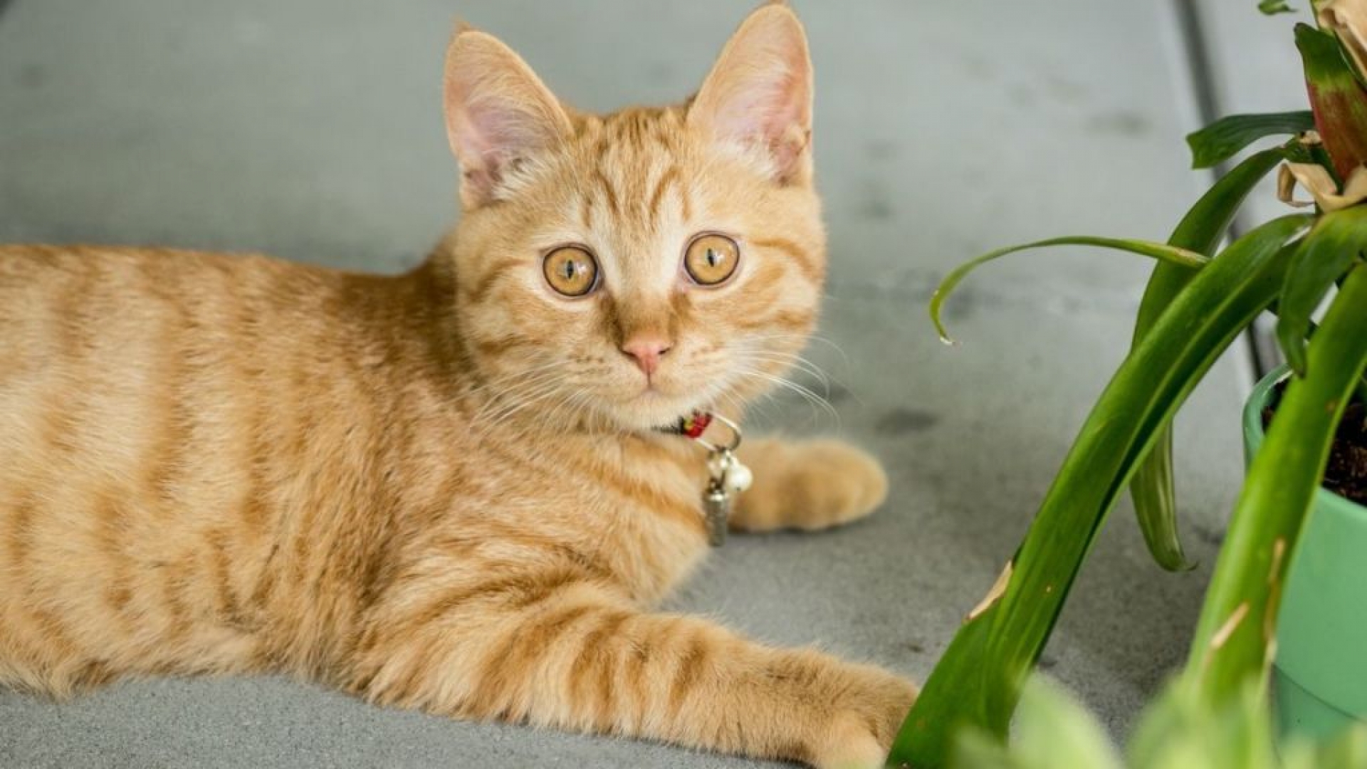 ¿Cómo evitar que tu gato se coma y dañe las plantas de tu casa? Es muy sencillo