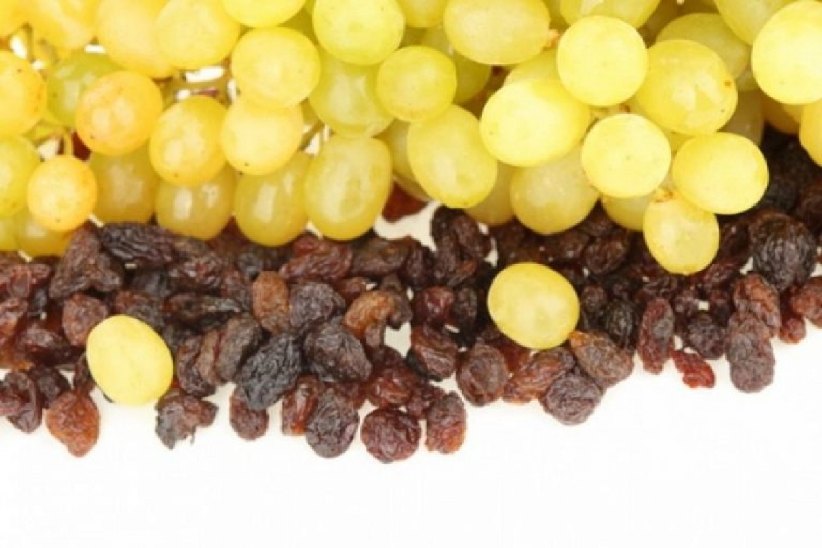 Uvas y pasas, un veneno para los perros