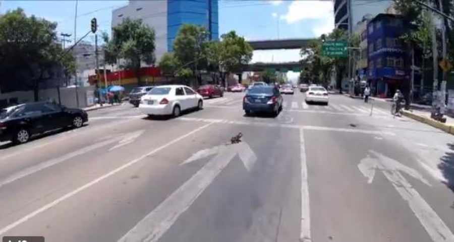 Una ciclista protagonizó una increíble persecución para salvar a un perrito en la CDMX