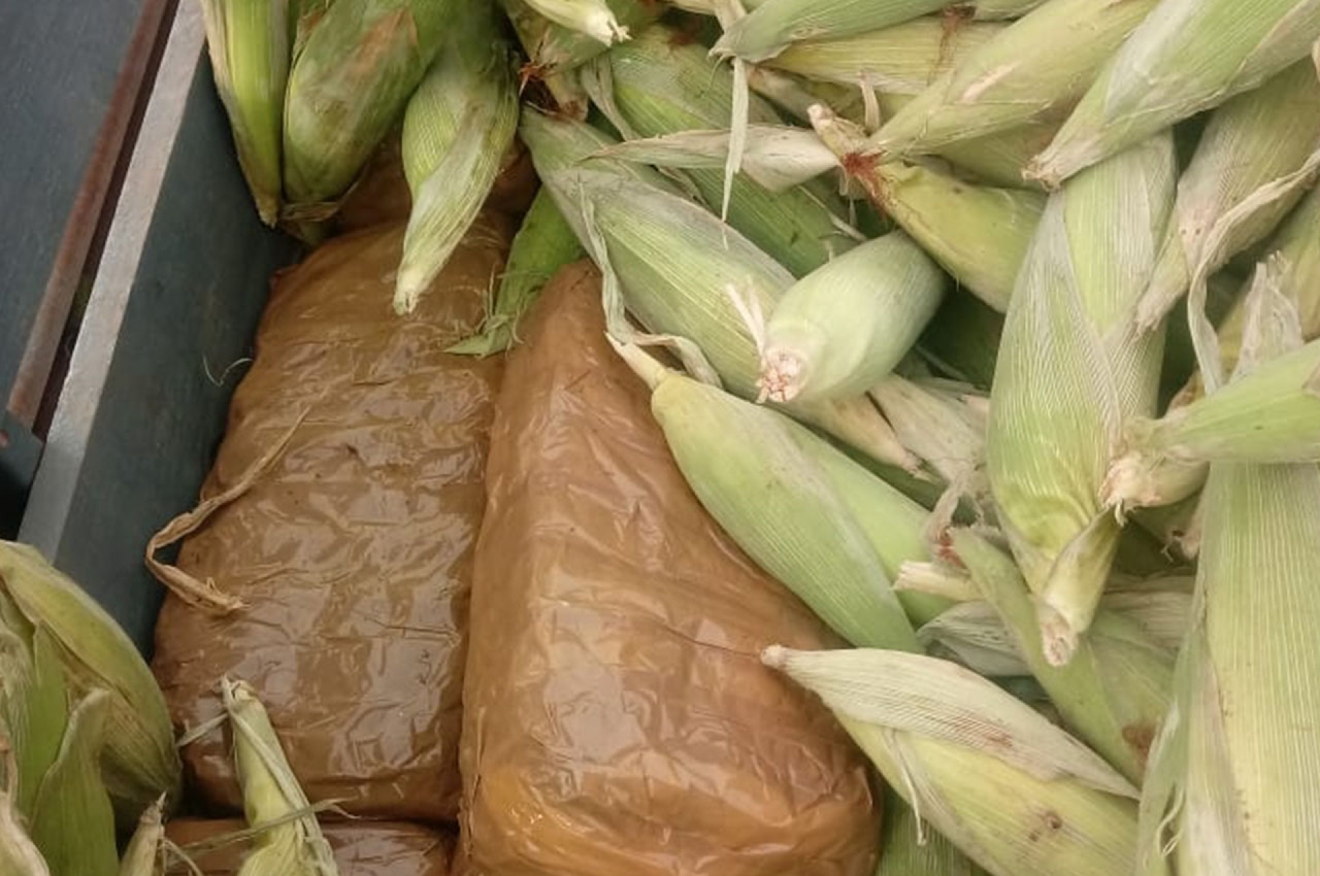 AMLO propone sustituir siembra de marihuana y amapola por maíz y frijol en Guerrero