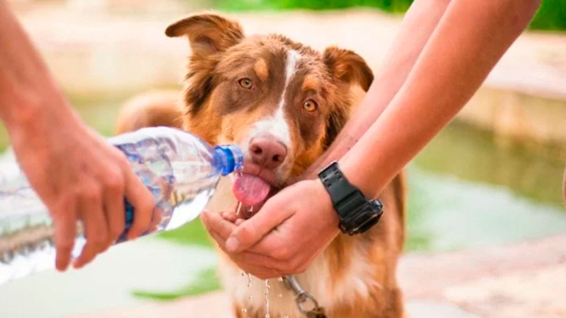 Guía práctica para evitar un golpe de calor en perros