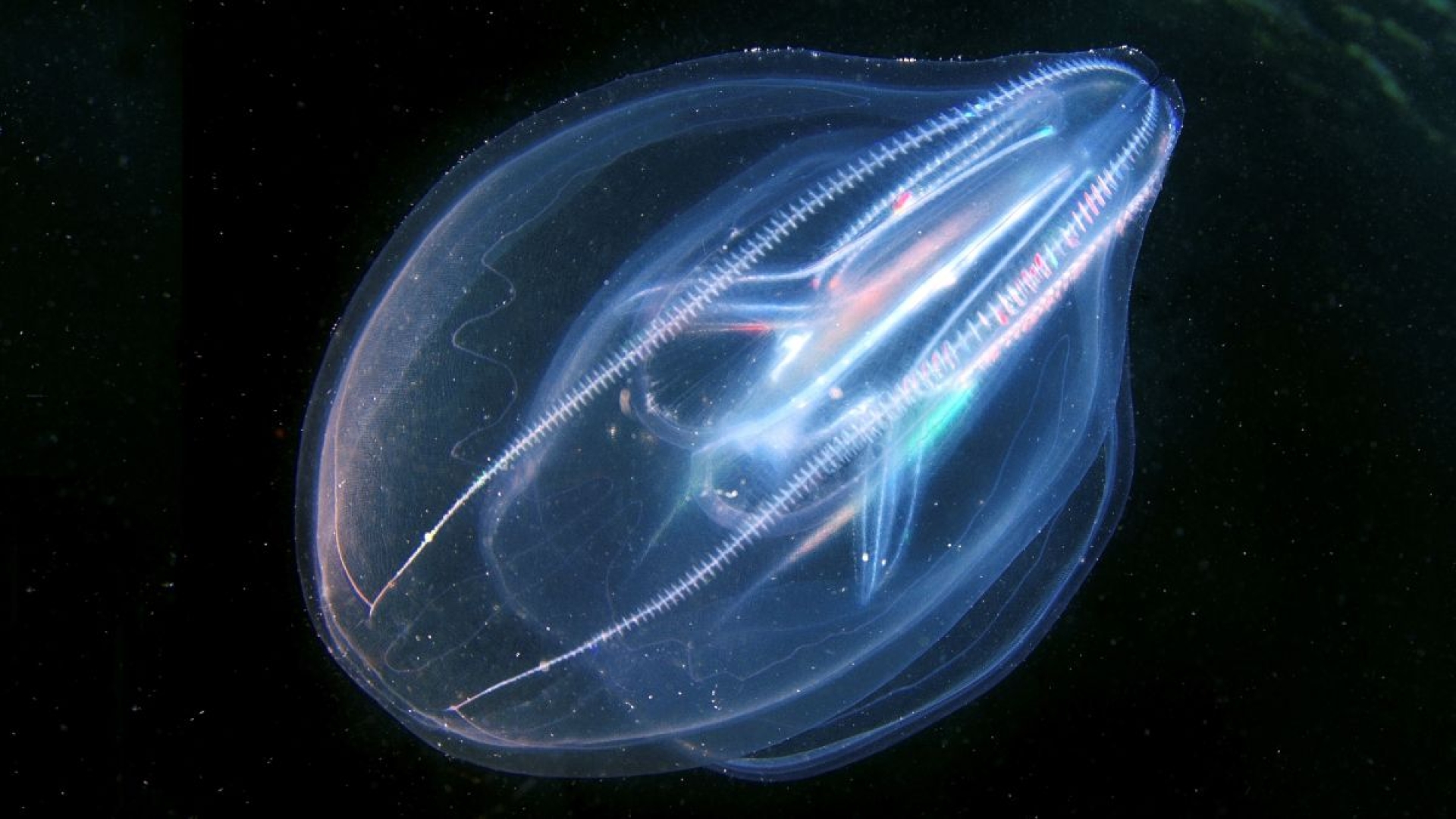 Medusas peine revelan el origen ancestral de la regulación genómica