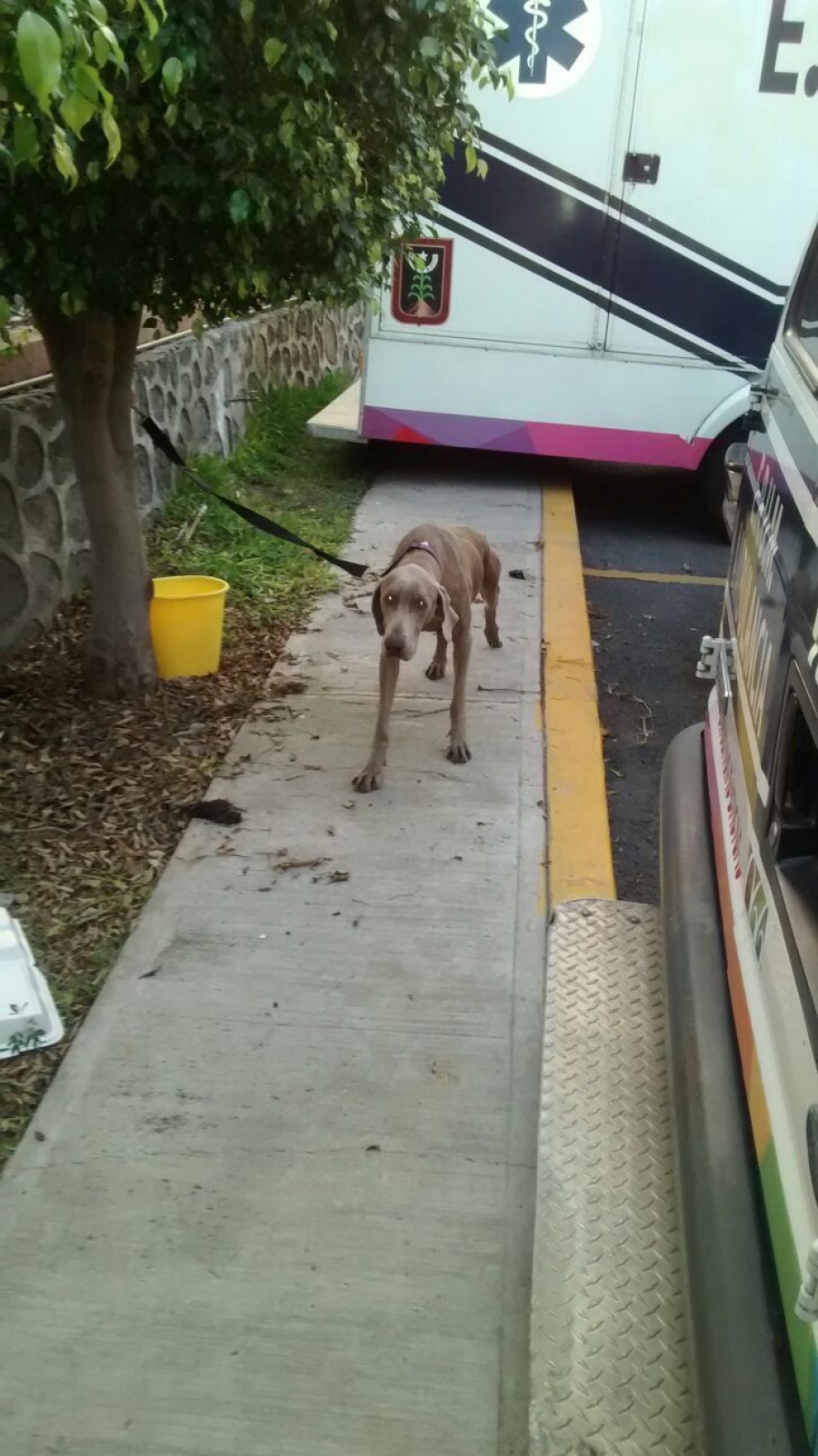 Ordenan a rescatistas bañar perros callejeros en horario laboral