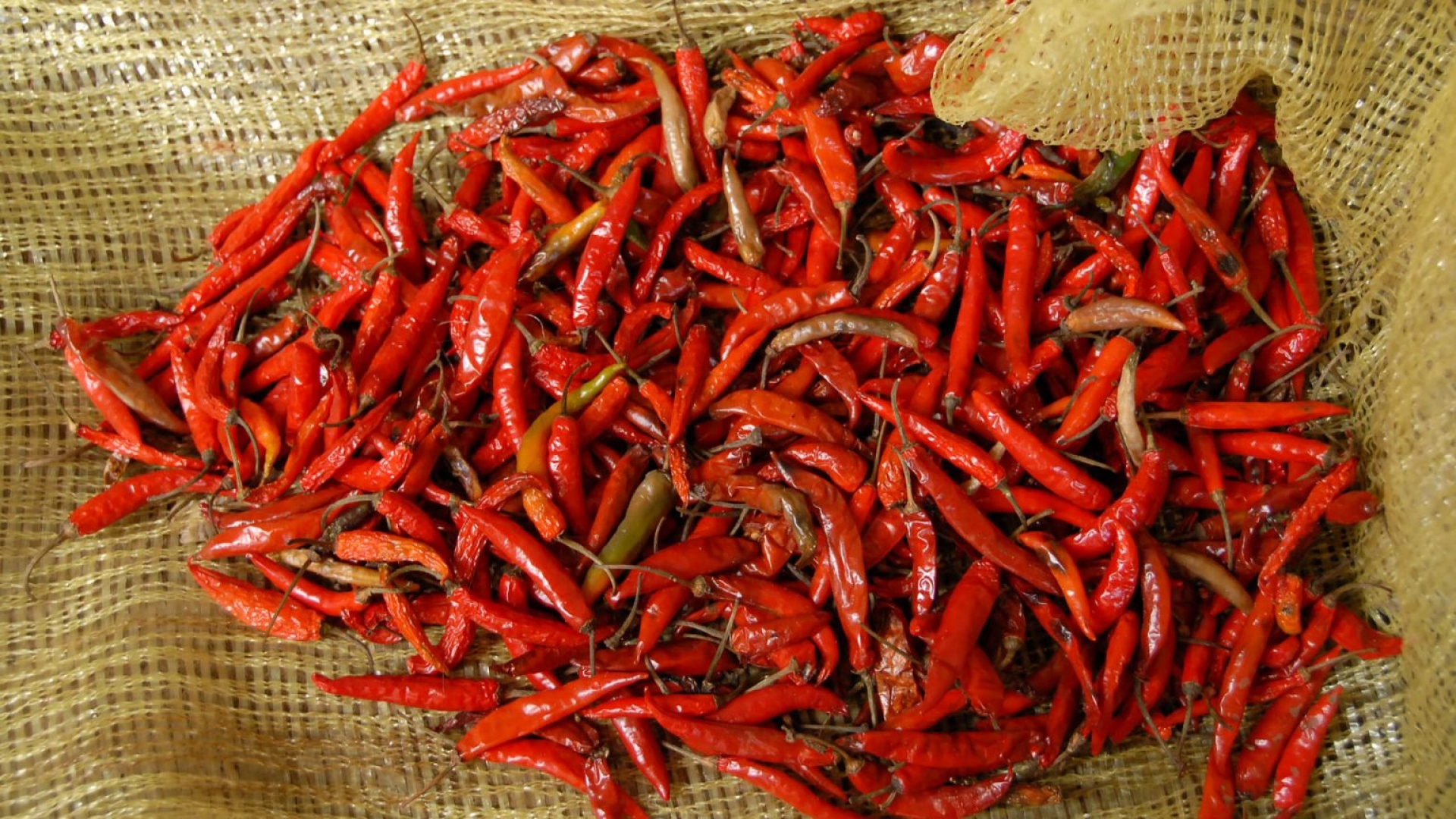 ¿Por qué unos chiles pican más que otros?