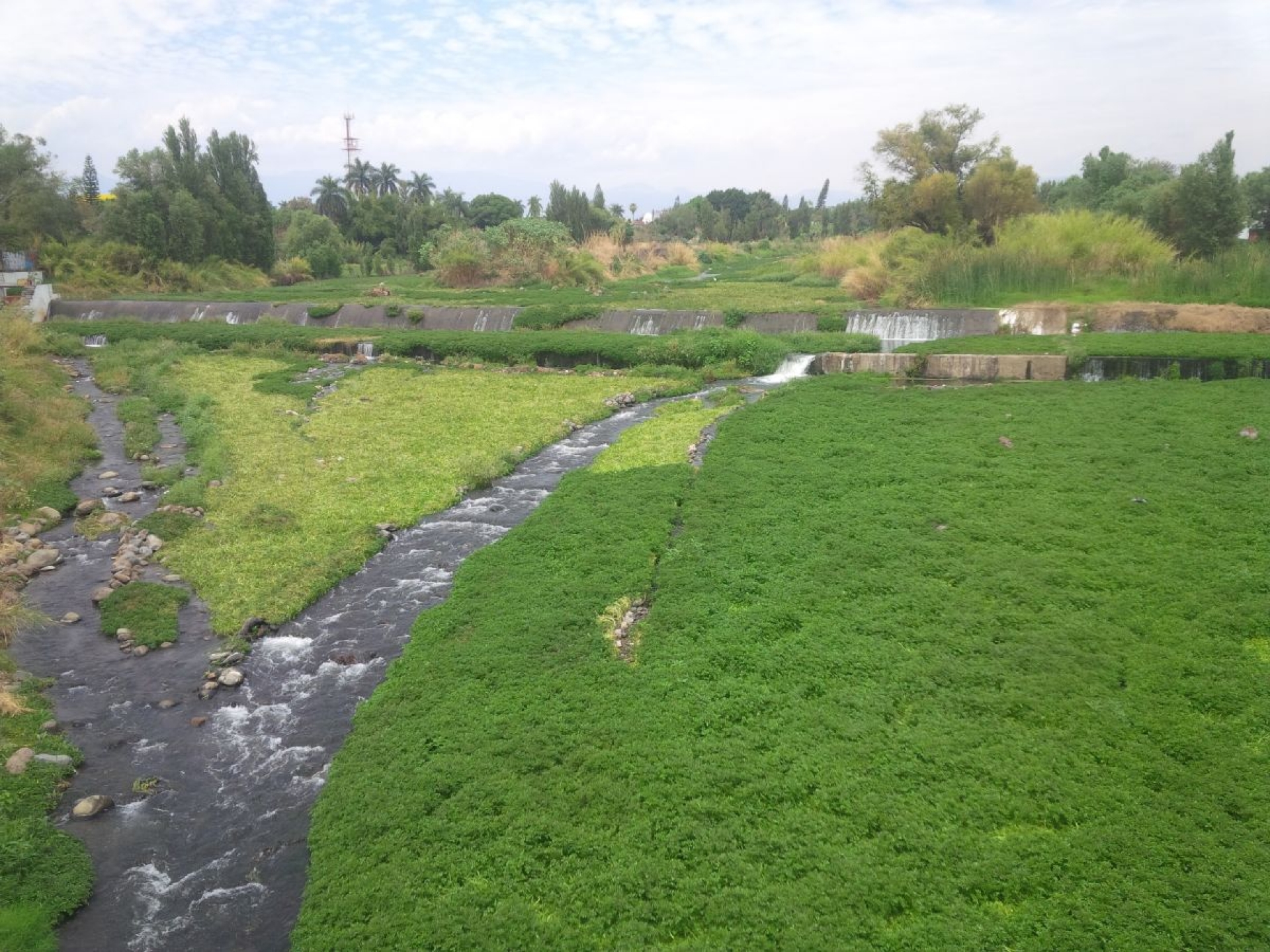 Ejidatarios desalojarán a productores de berro que invaden el río Cuautla