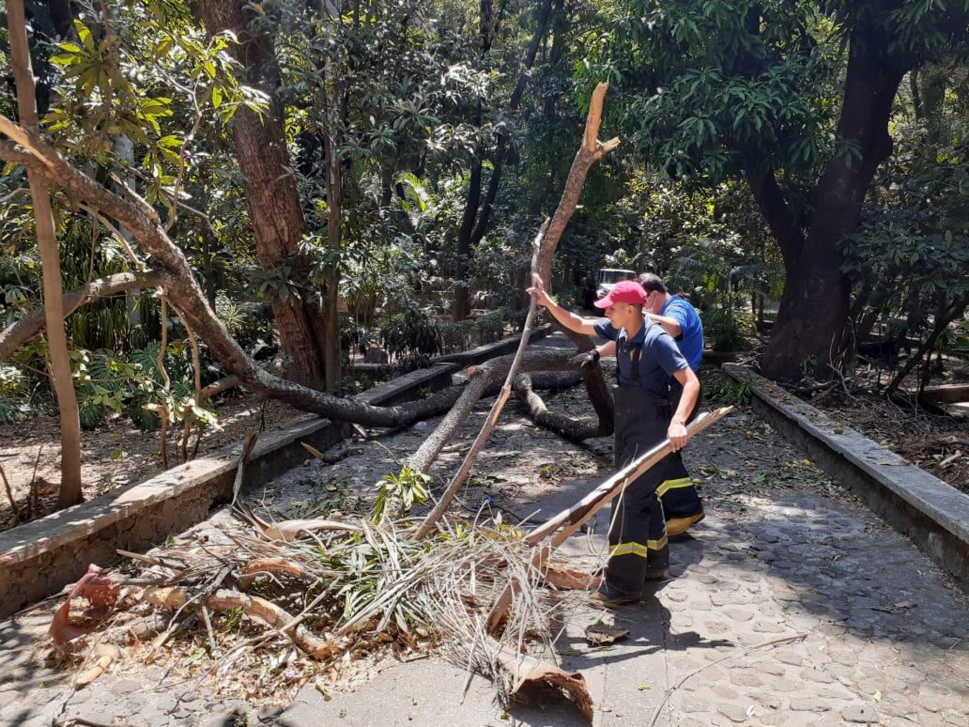 Se retira rama caída de árbol seco en el parque Melchor Ocampo