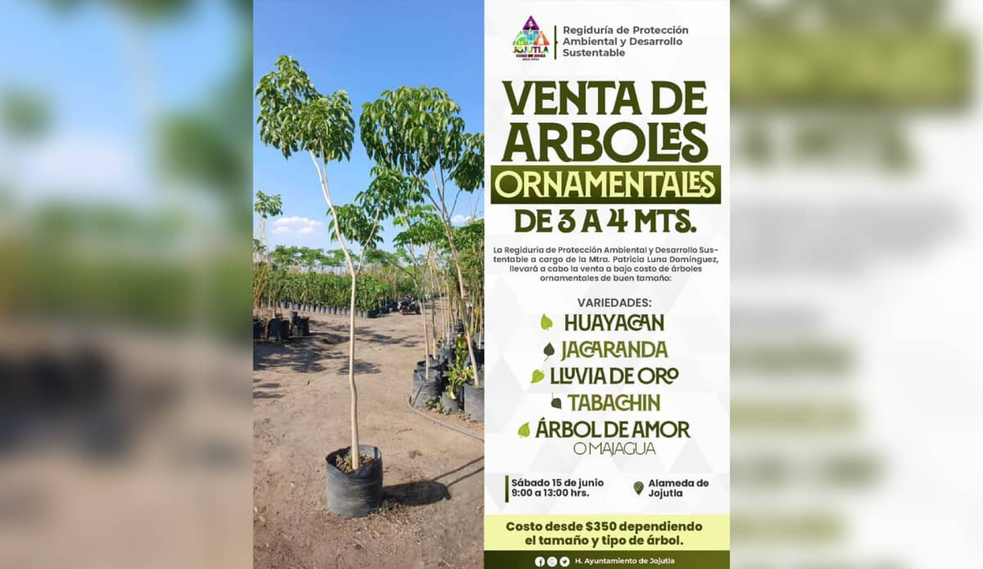 Venta de árboles ornamentales