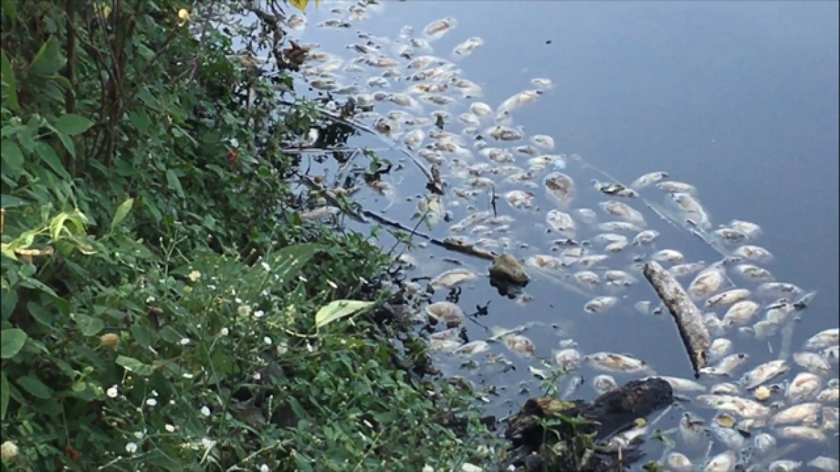 Más de seis toneladas de mojarra tilapia se perdieron en la presa El Gigante