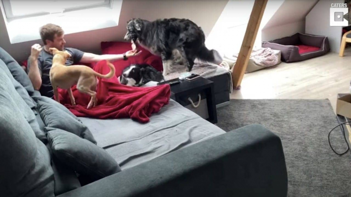 Perrito lleva cerveza a su dueño al escuchar la señal