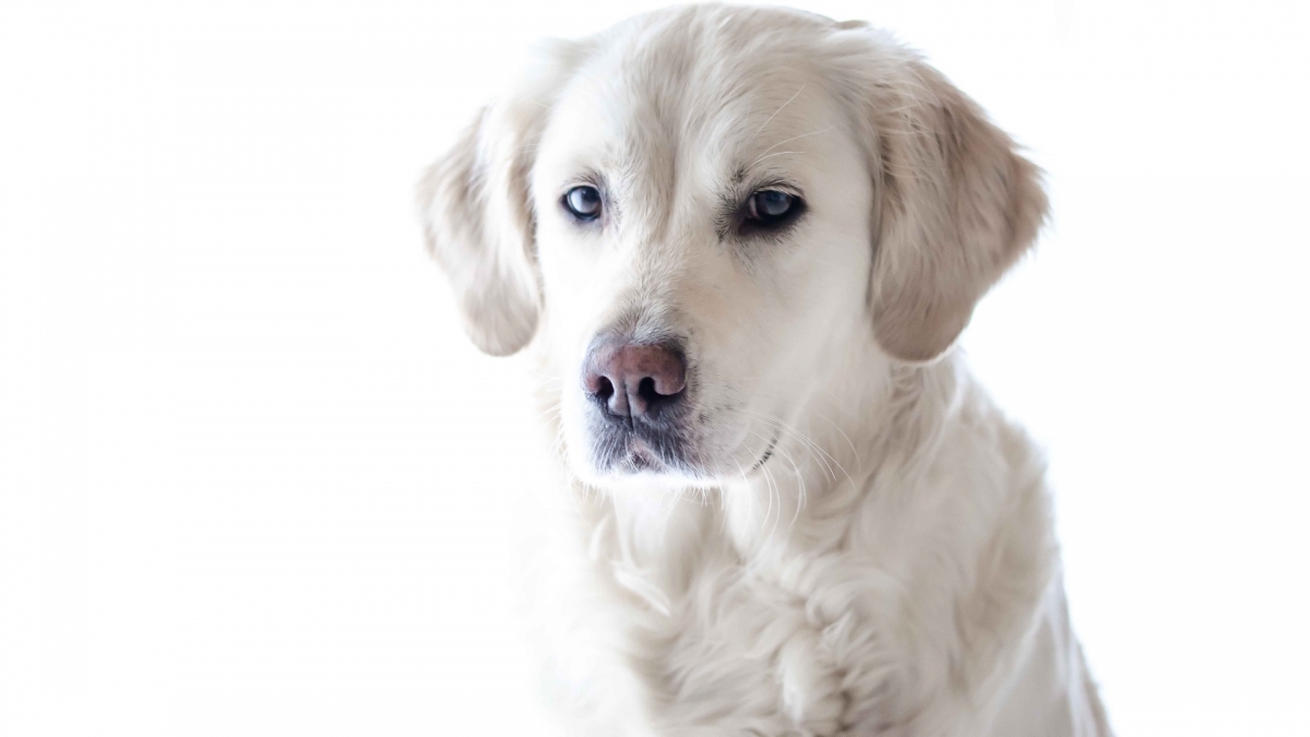 Los cachorritos aprecian que les hables como a un bebé, pero los perros adultos no