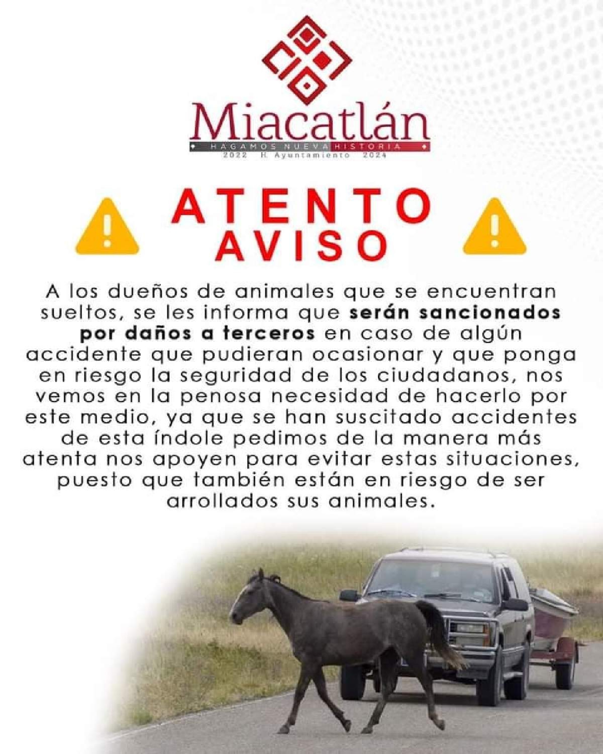 Multarán a dueños de ganado suelto en carreteras de Miacatlán