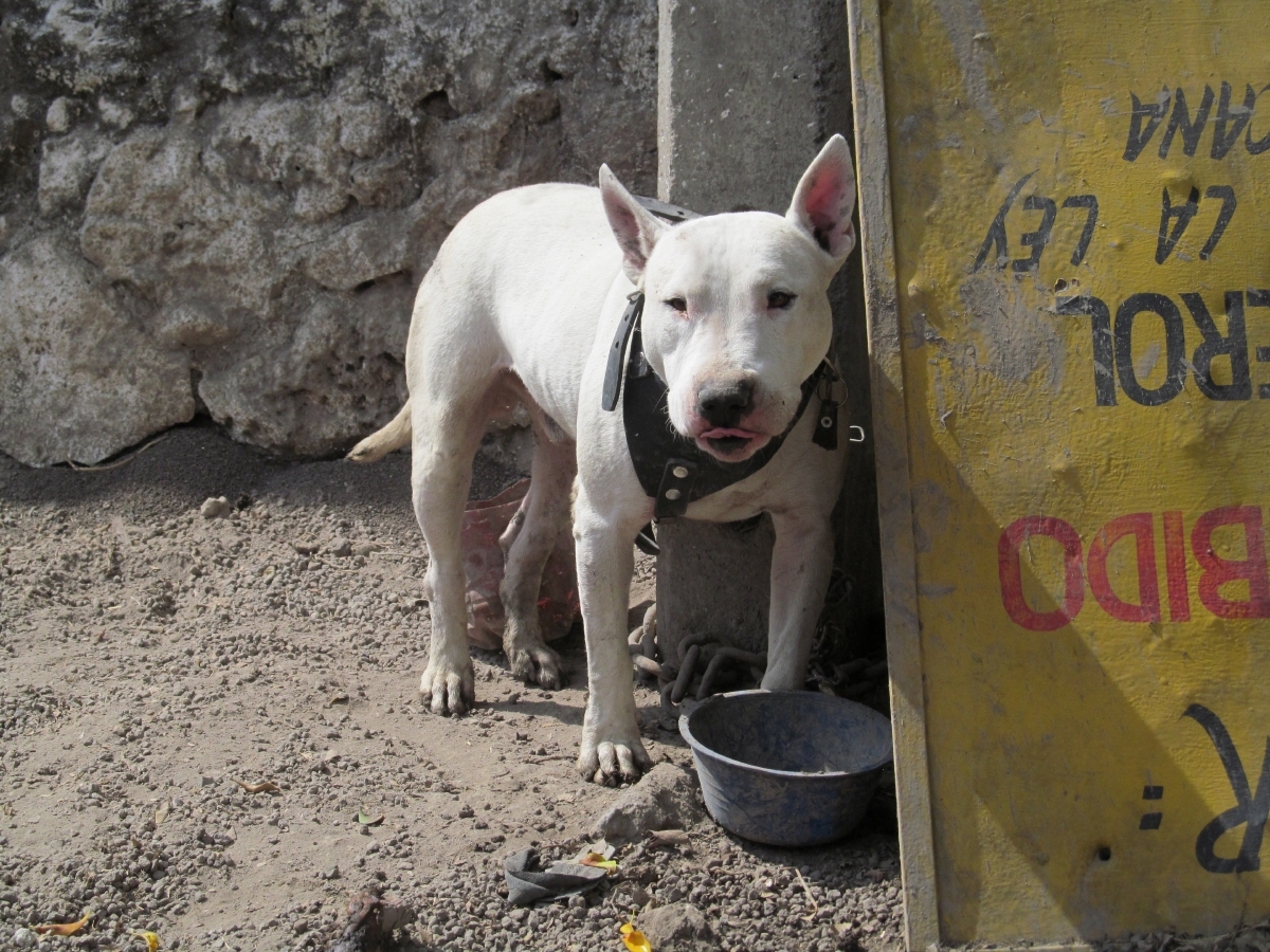 Sacrificarán al perro que mató a un niño en Tlaltizapán