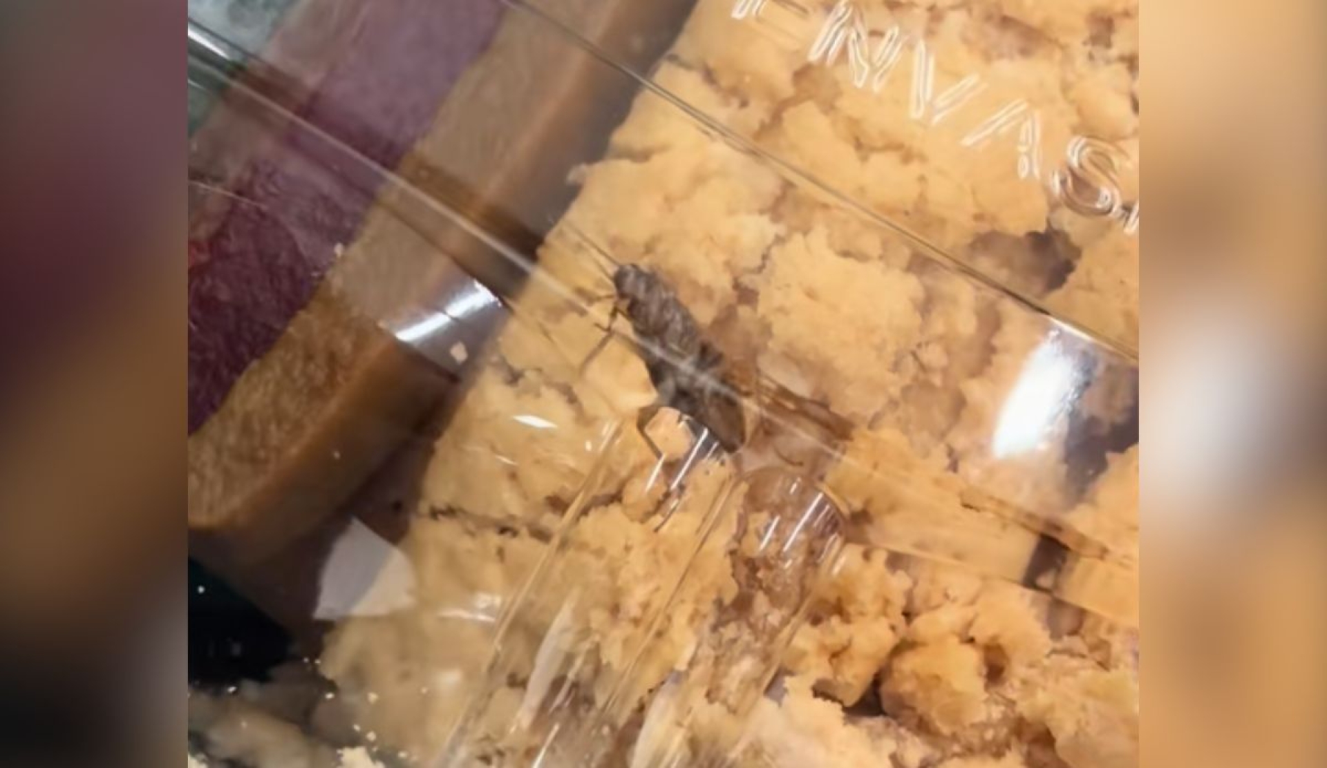 Cucaracha en rosca de Reyes se vuelve viral y genera alerta sanitaria en México