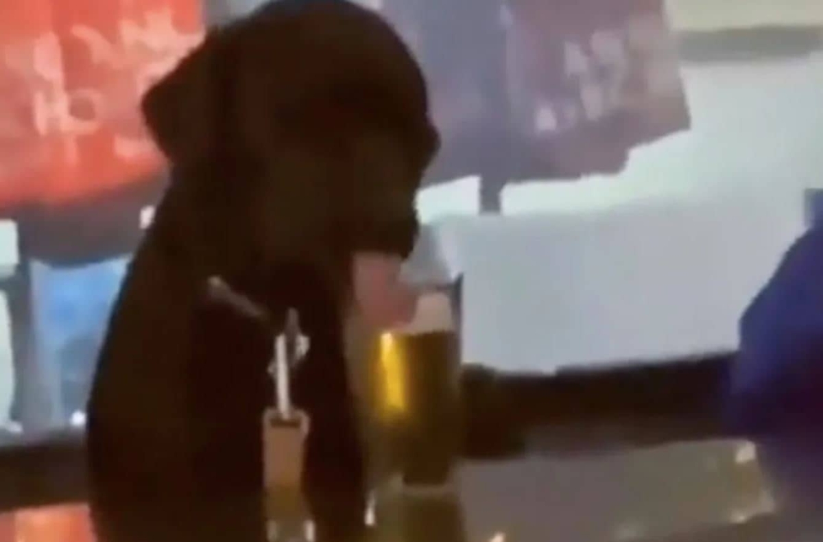 Perrito toma cerveza en un bar y se hace viral