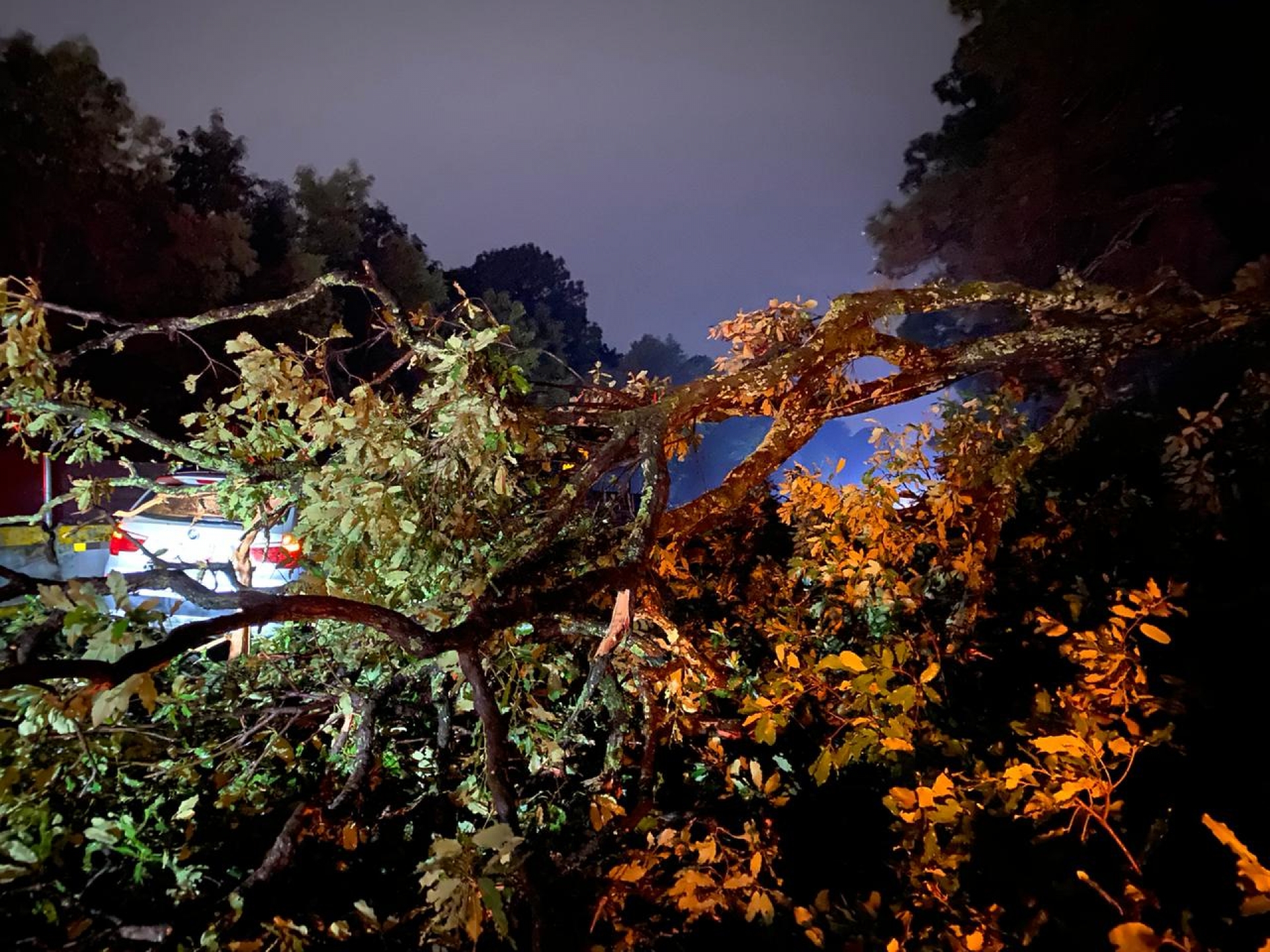 Colapsa árbol en el kilómetro 75 de la autopista México-Cuernavaca