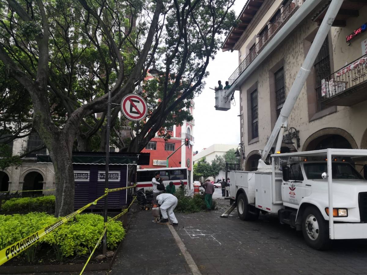 Cierran jardín Juárez para realizar poda 'sanitaria' en árboles ficus con plaga