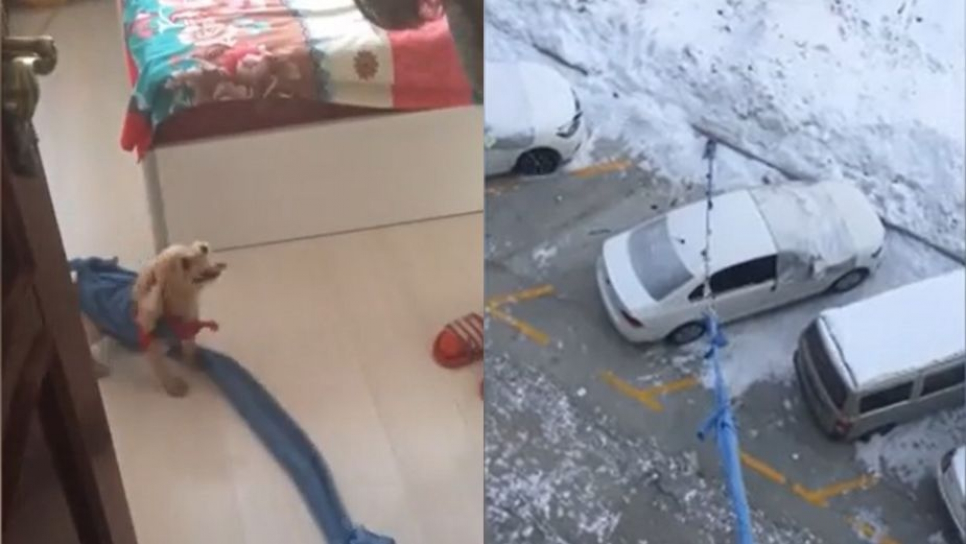 Mujer saca a pasear a su perro desde el tercer piso de su departamento
