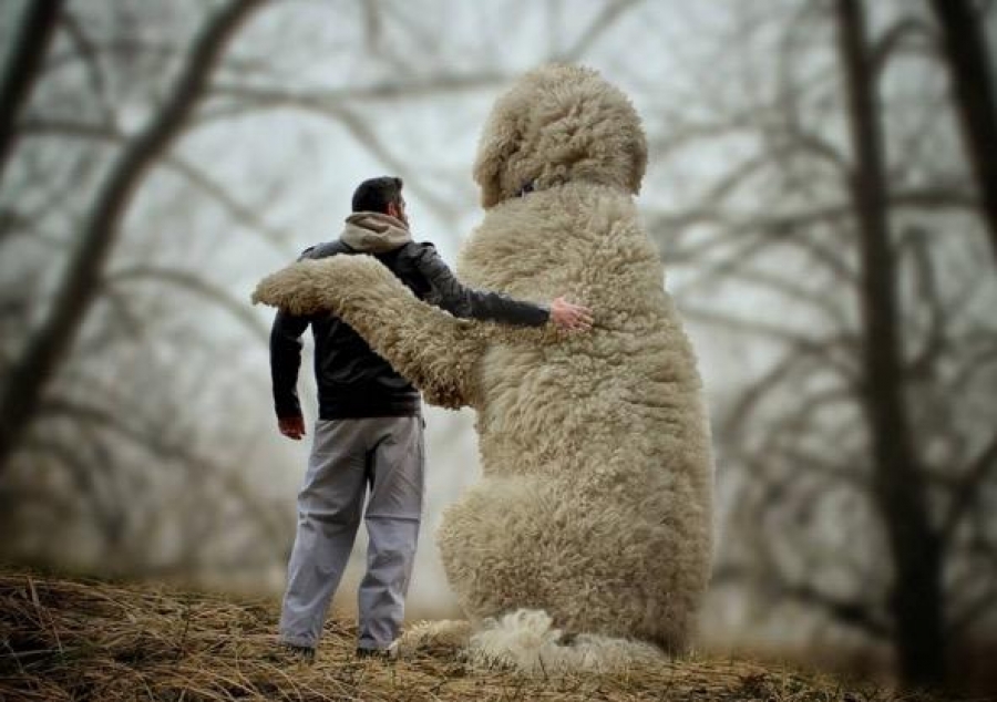 "Juji", el perro gigante que encanta a Instagram