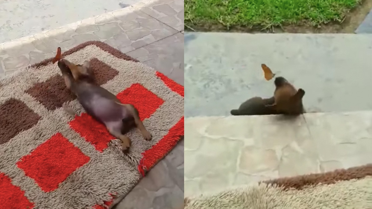 Un perro y una mariposa sorprenden en redes sociales