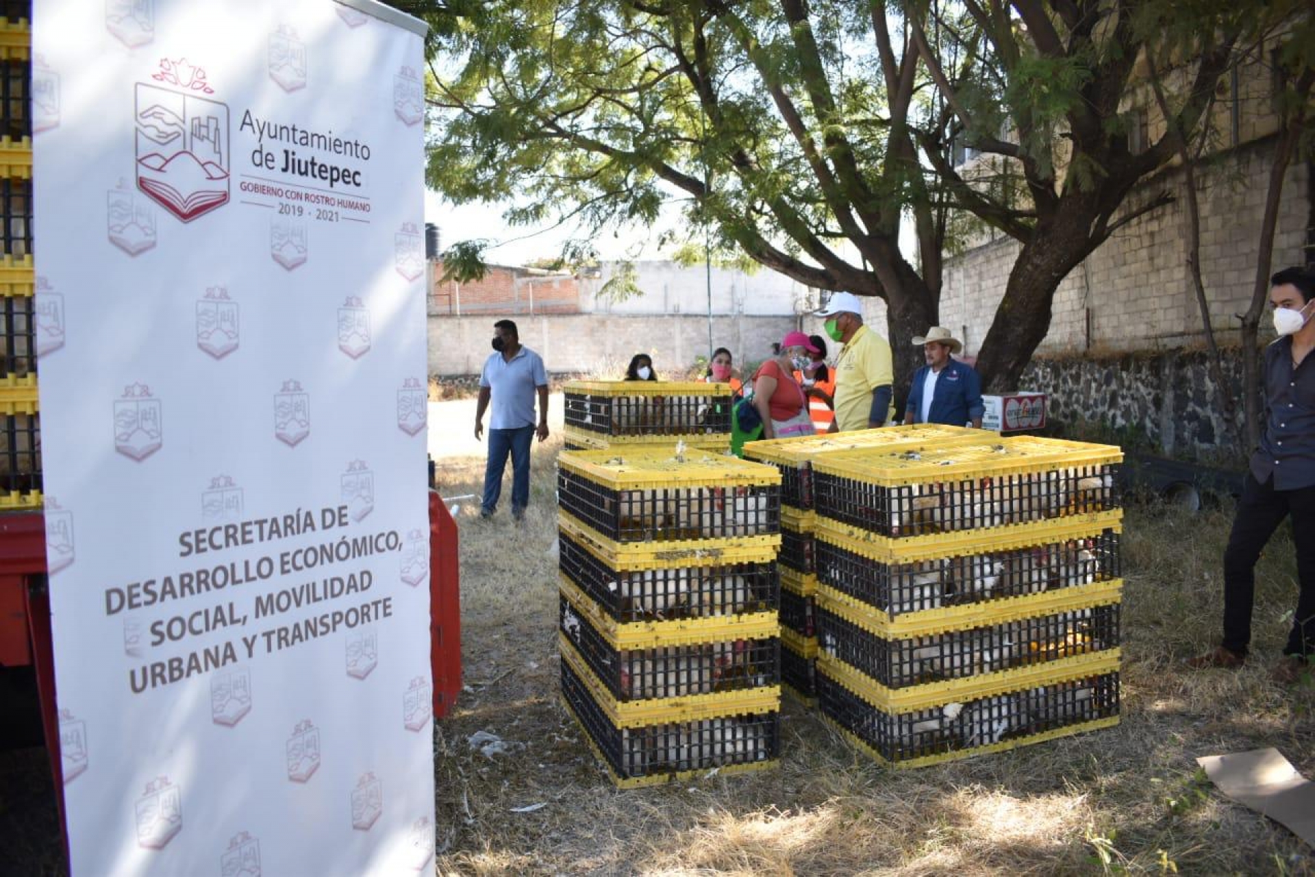Gestiona Ayuntamiento de Jiutepec aves de traspatio para familias vulnerables