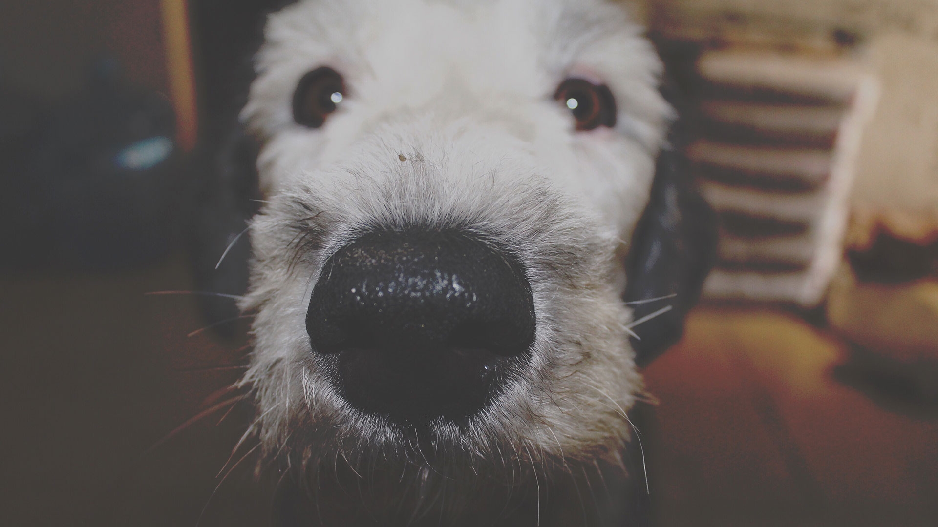 ¿Firulais? ¿Rufo? Estos son los nombres de perros más comunes