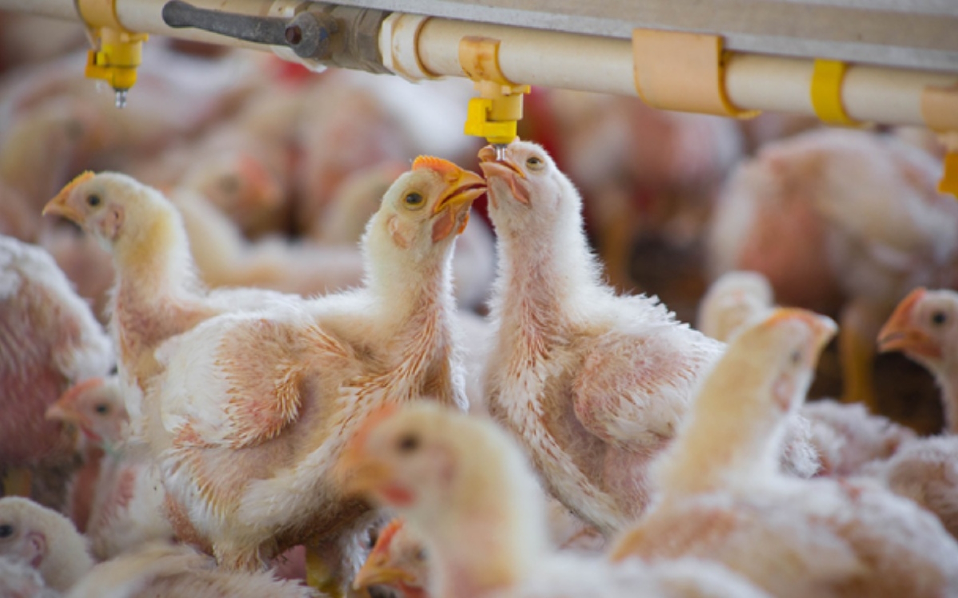 Europa intensifica confinamiento de aves por aumento récord de gripe aviar