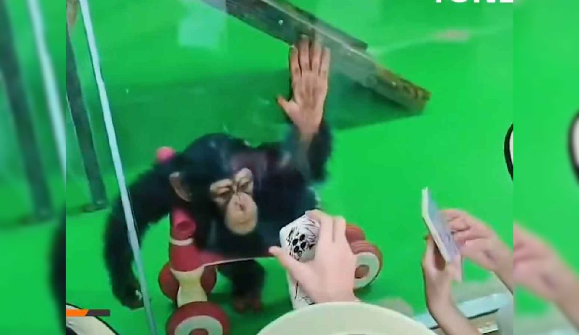 Chimpancé Ding Ding se vuelve viral; zoológico prohíbe mostrarle TikToks