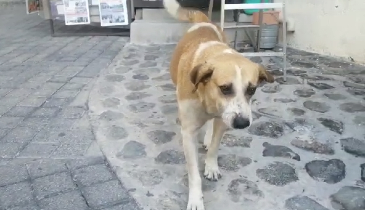 Regresa 'Chiquínquiro' al centro de Cuernavaca
