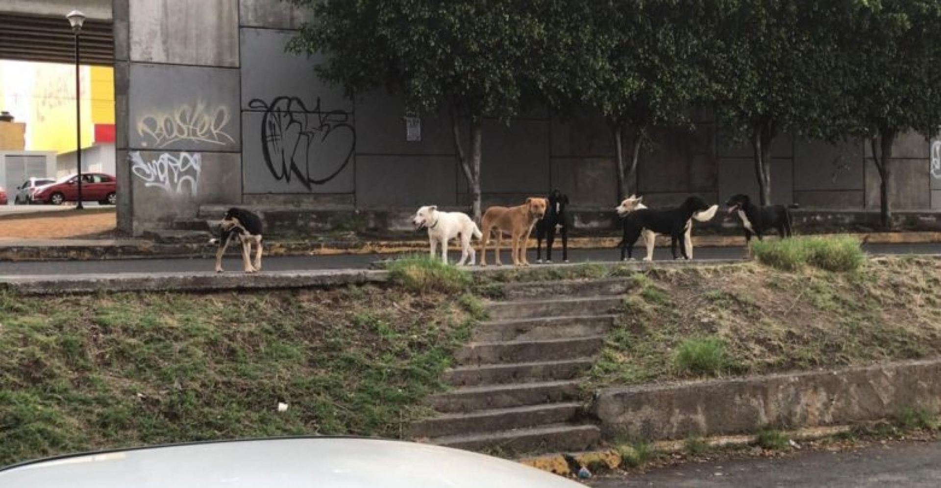 En Morelia, perritos callejeros serán policías o entrenados como rescatistas