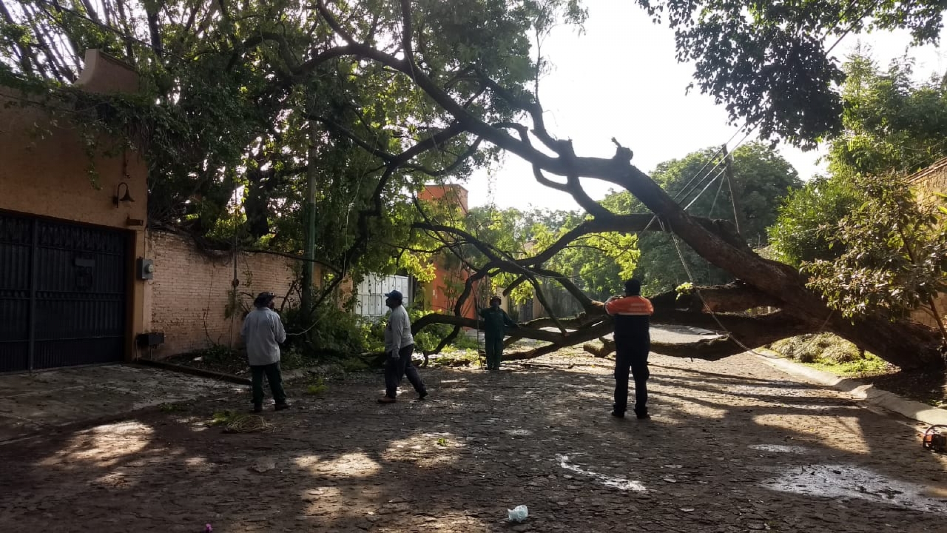 Atiende PC Cuernavaca auxilios por caída de material rocoso y colapso de árboles