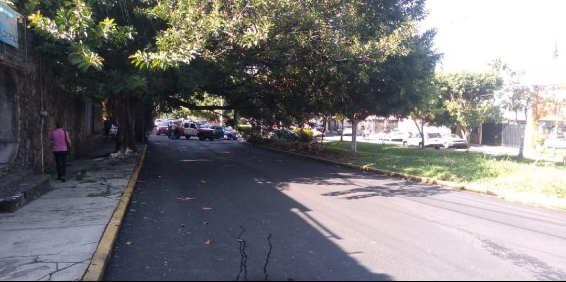 Cae árbol en la avenida Teopanzolco, en Cuernavaca