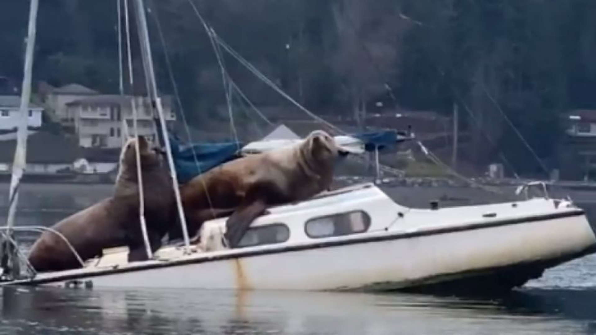Lobos marinos se “roban” lancha y provocan ternura al pasear en ella