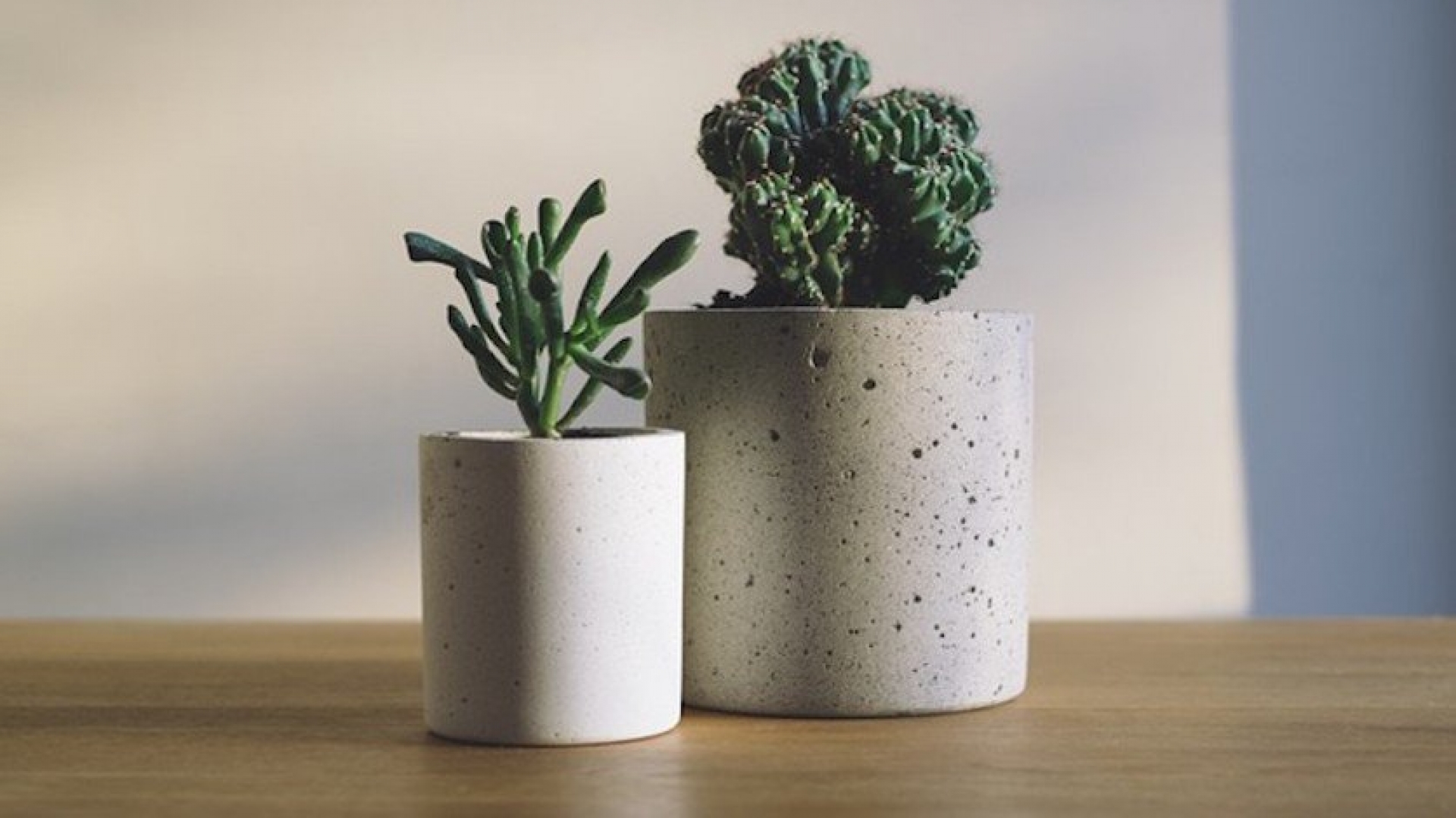 5 consejos para que tus cactus crezcan sanos y luzcan bien