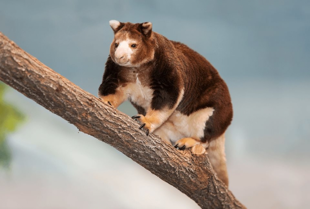 Ampliando Horizontes: El canguro arborícola de Huon