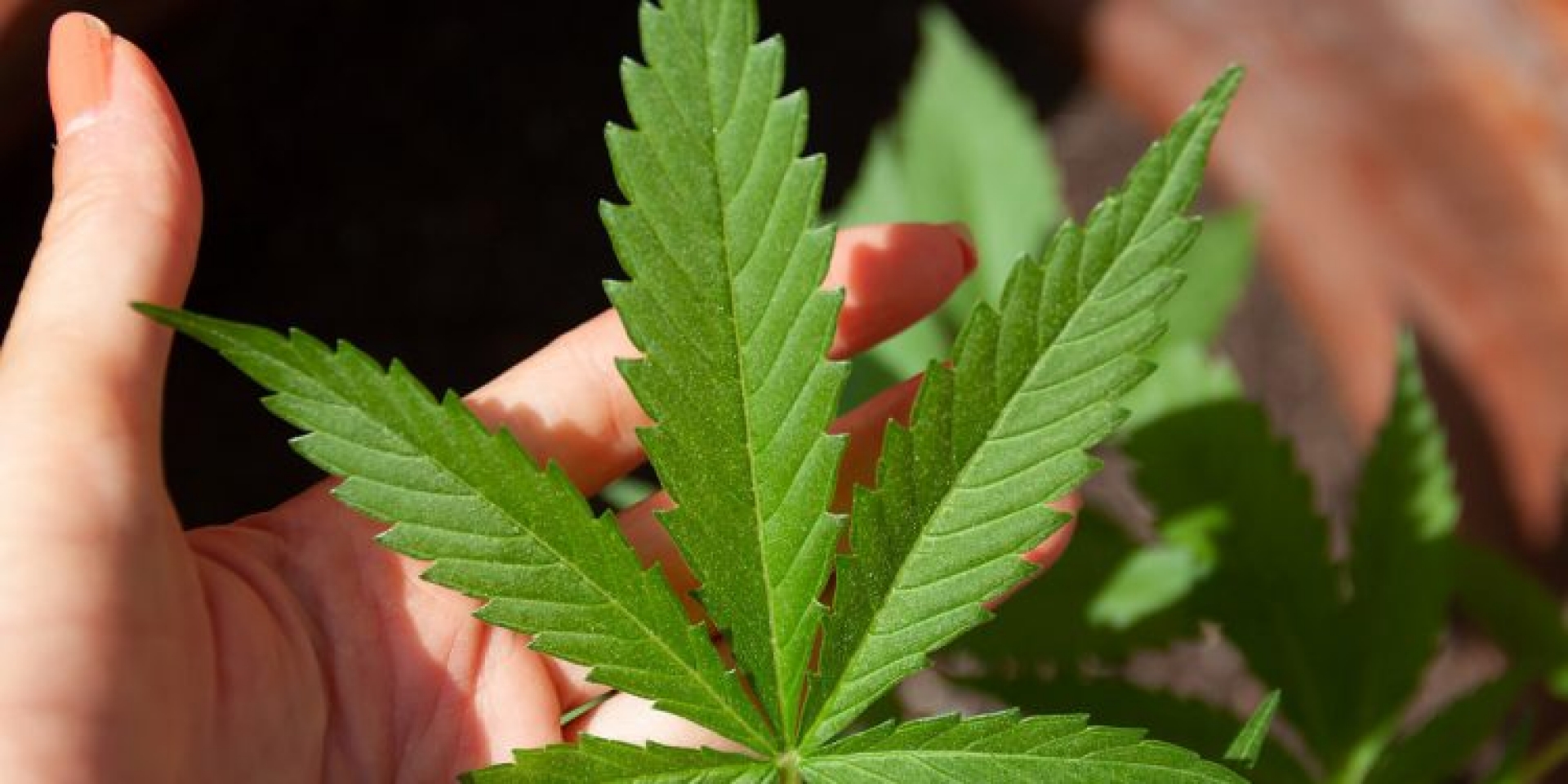 Discuten legalización de marihuana entre "protestas" de consumidores