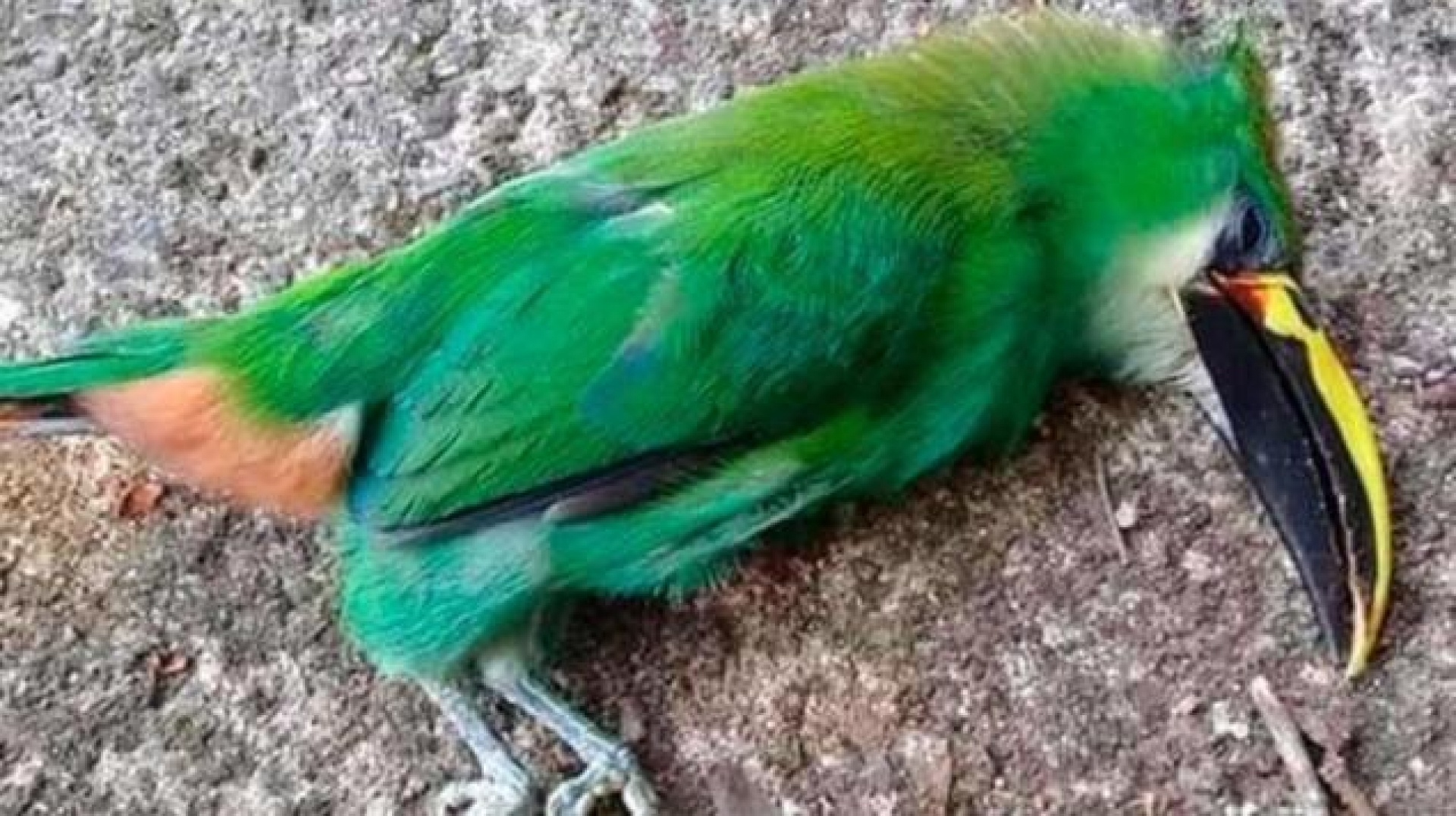 Aves mueren por ola de calor en San Luis Potosí