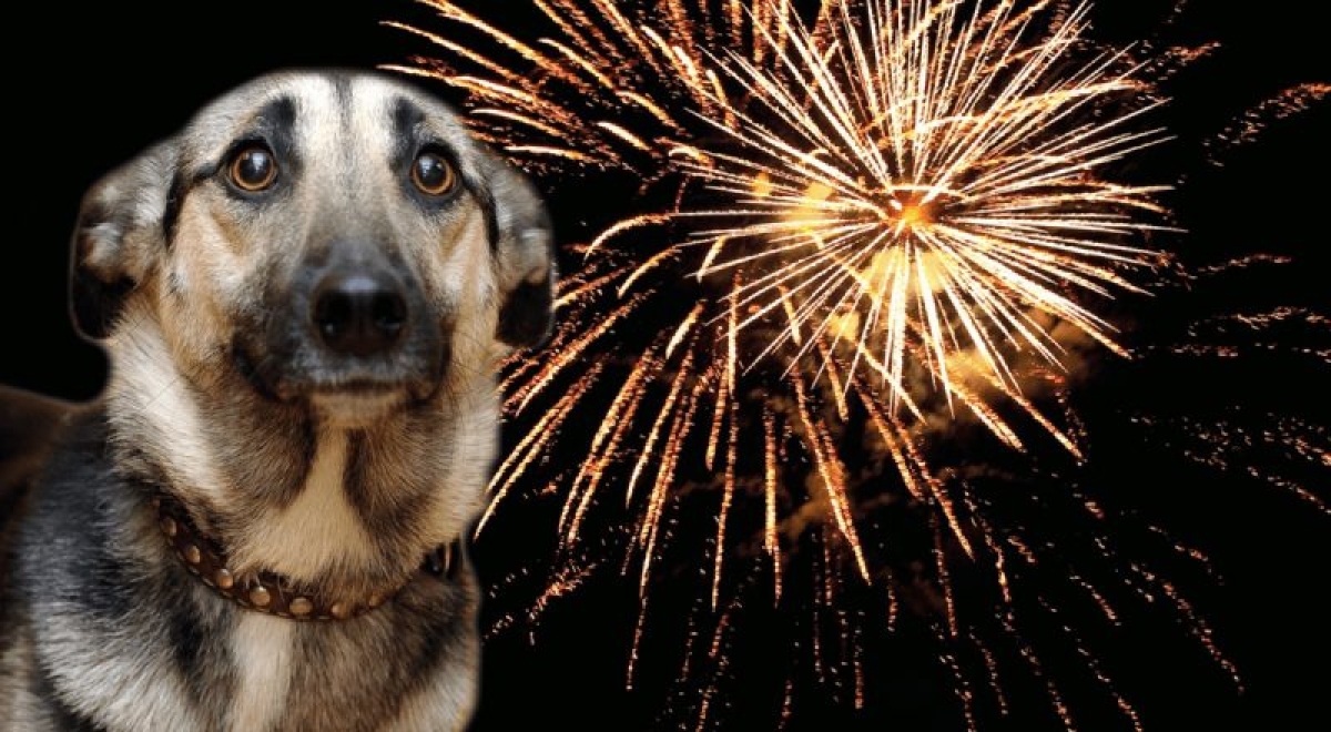 ¿Cómo proteger a tu perro del estruendo de los fuegos artificiales?