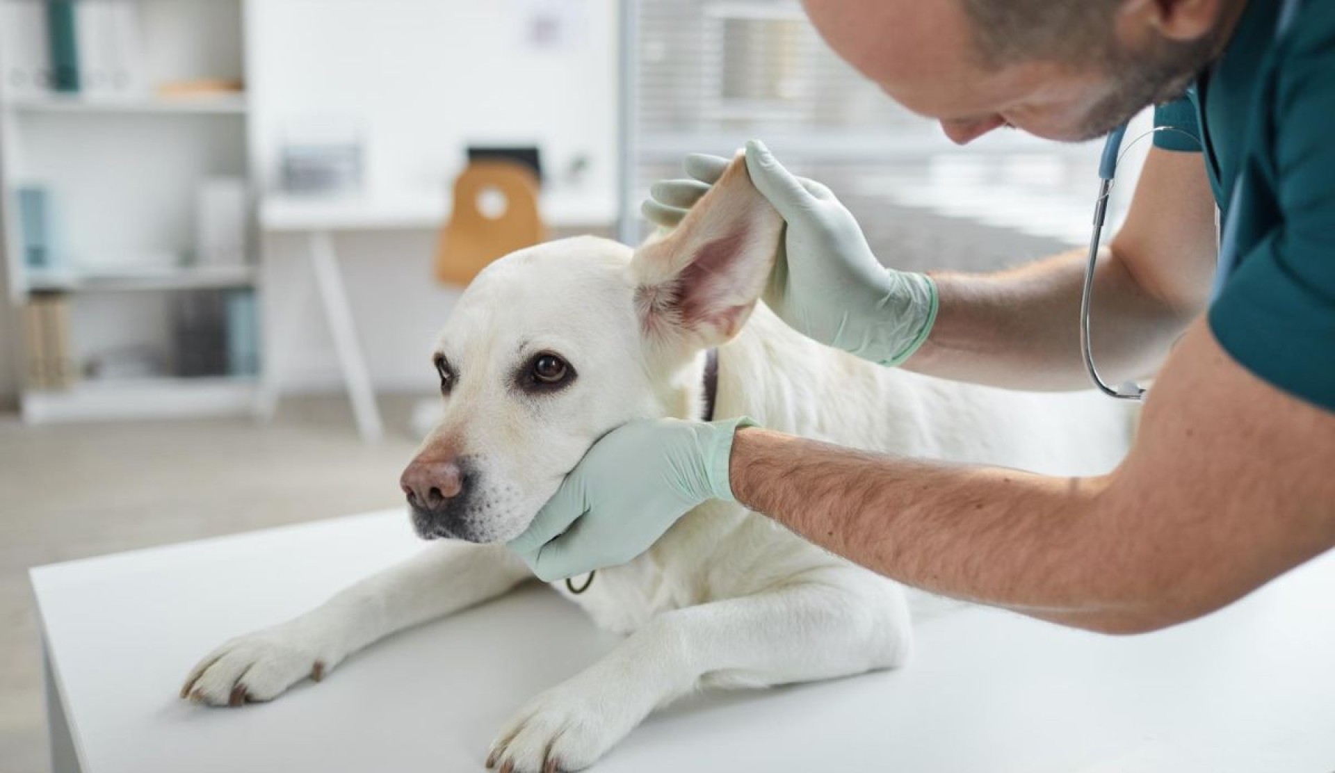 Otitis en perros: cuándo puede volverse mortal y cómo prevenir complicaciones