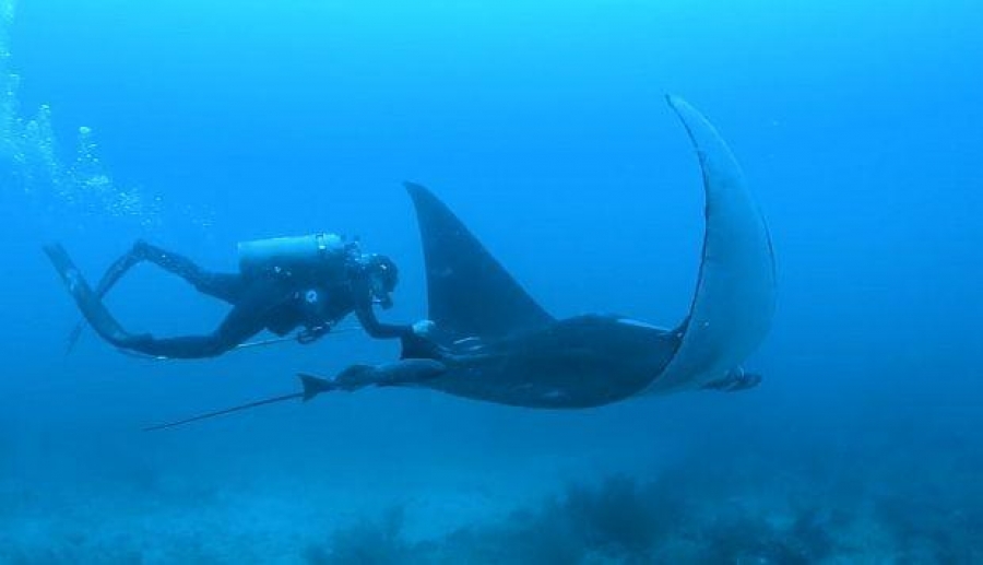 La felicidad de vivir nadando con mantarrayas gigantes