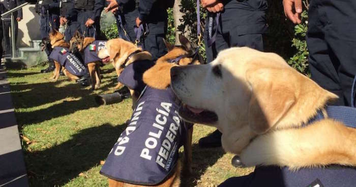Perros veteranos de la guerra contra el narco ya tienen lista de espera para ser adoptados